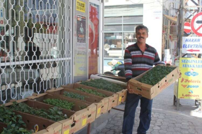 Fide satışlarına yoğun ilgi