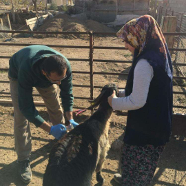 TARIM İLÇE SAHADA ÇALIŞIYOR