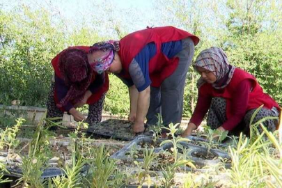 BÜYÜKŞEHİR’DEN KORKOOP’LU KADINLARA FİDE DESTEĞİ